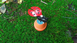 Ladybird on Flowerpot
