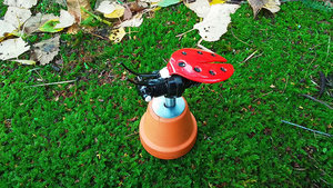 Ladybird on Flowerpot