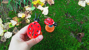 Ladybird on Flowerpot