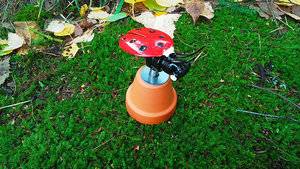 Ladybird on Flowerpot