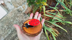 Ladybird on Natural Wood