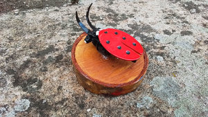 Ladybird on Natural Wood