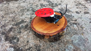Ladybird on Natural Wood