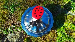Ladybird on Pot