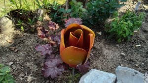 Tulip Flowers

