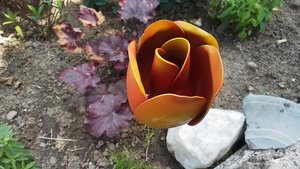 Tulip Flowers
