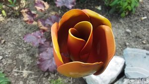 Tulip Flowers
