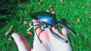 Stag Beetle (rainbow abdomen & wingcases) (MADE TO ORDER)