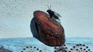 Bee on Natural Wood Slice