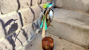 Rainbow Kingfisher (on wood)