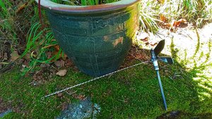 Dragonflies&nbsp;on Short Rods

