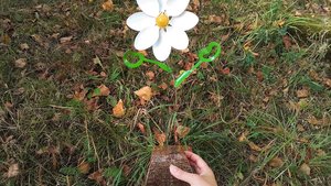 Dancing Daisy (MADE TO ORDER) 