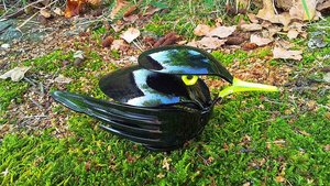 Blackbirds