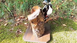 Large Spotted Woodpecker (on tree) (SOLD)