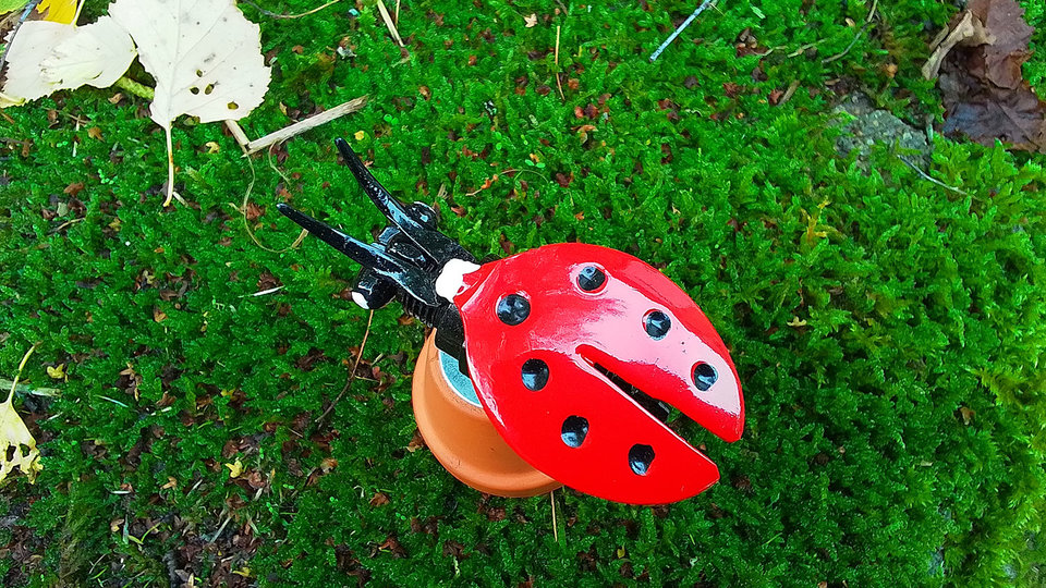 Ladybird on Flowerpot