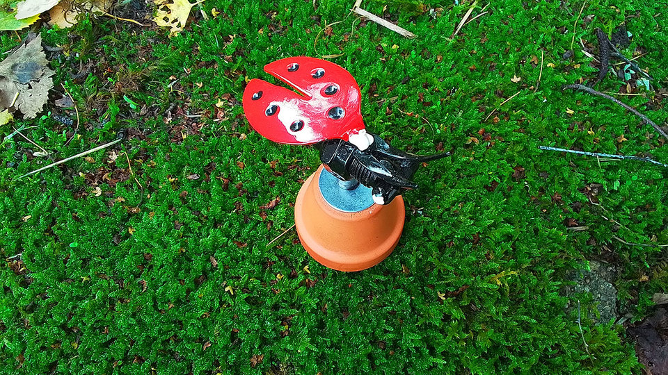 Ladybird on Flowerpot