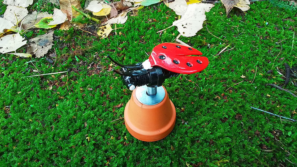 Ladybird on Flowerpot