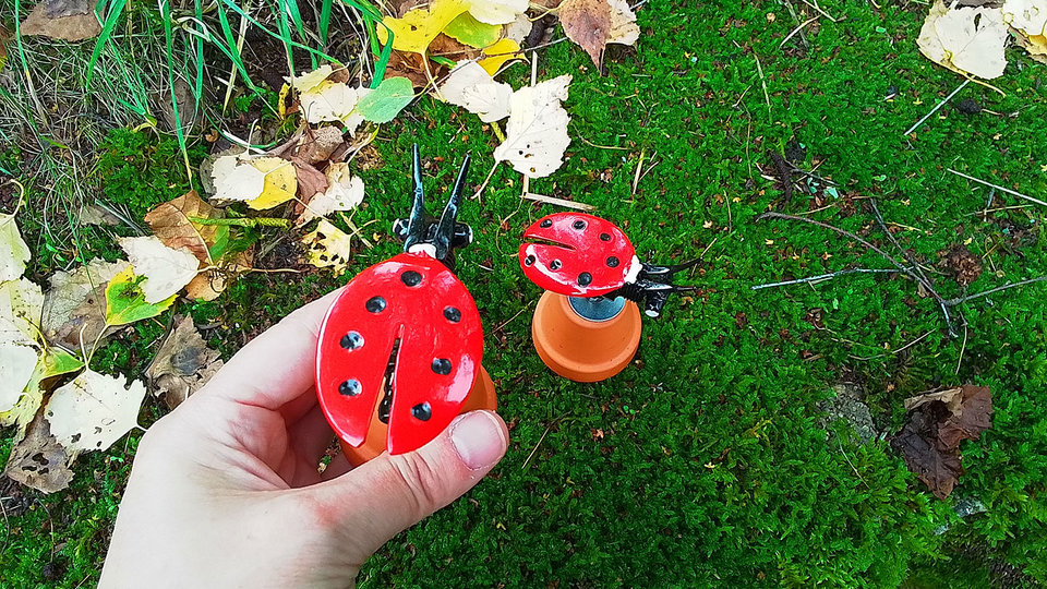 Ladybird on Flowerpot