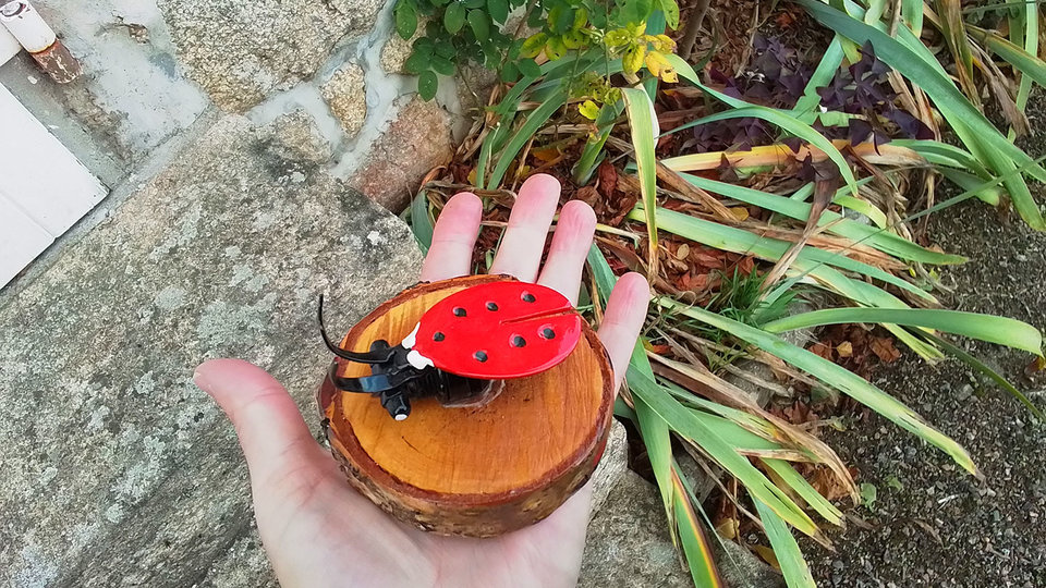 Ladybird on Natural Wood