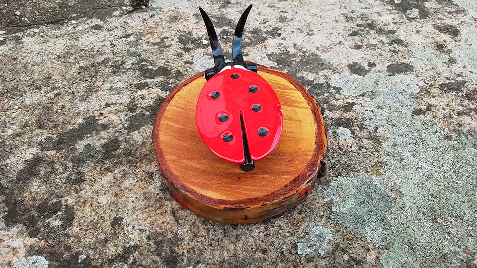 Ladybird on Natural Wood