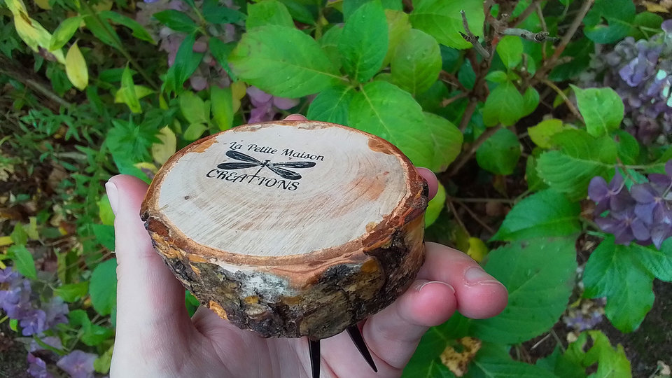 Ladybird on Natural Wood