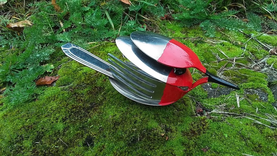 Robin Birds
