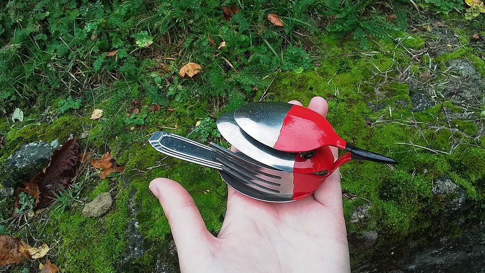 Robin Birds