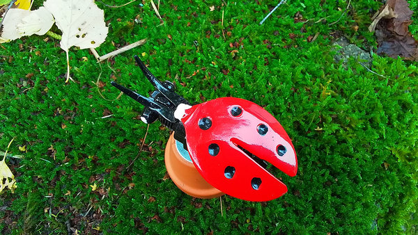 Ladybird on Flowerpot