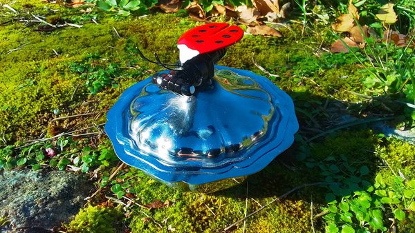Ladybird on Pot