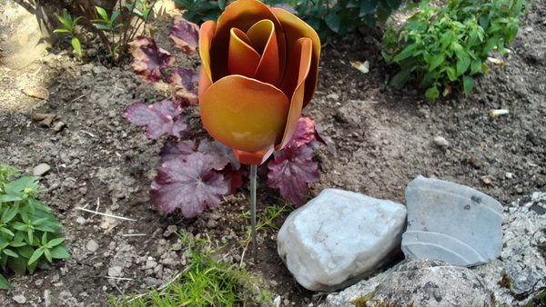 Tulip Flowers
